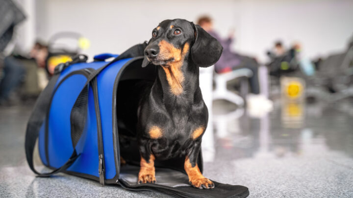 Requisitos para viajar con perros al extranjero