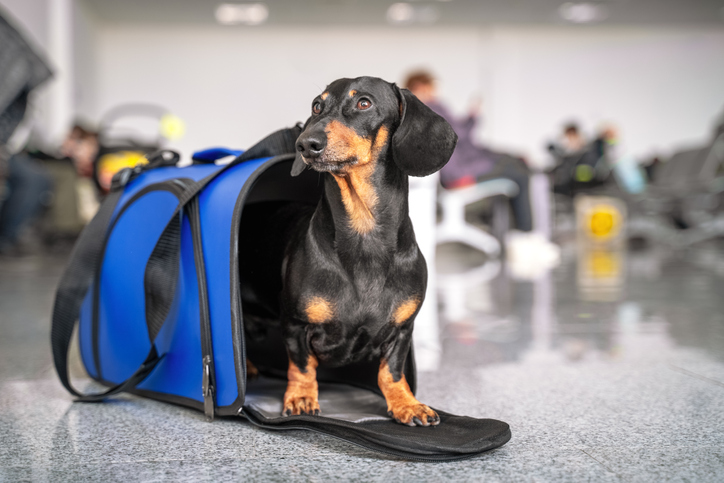 Requisitos para viajar con perros al extranjero
