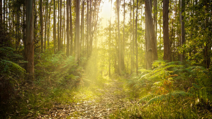Los 10 bosques más impactantes del mundo