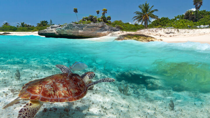 Fauna salvaje del Caribe