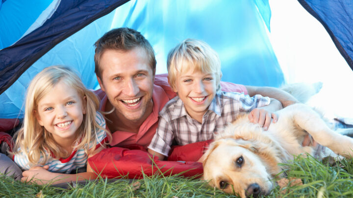 Consejos para viajar con tus mascotas