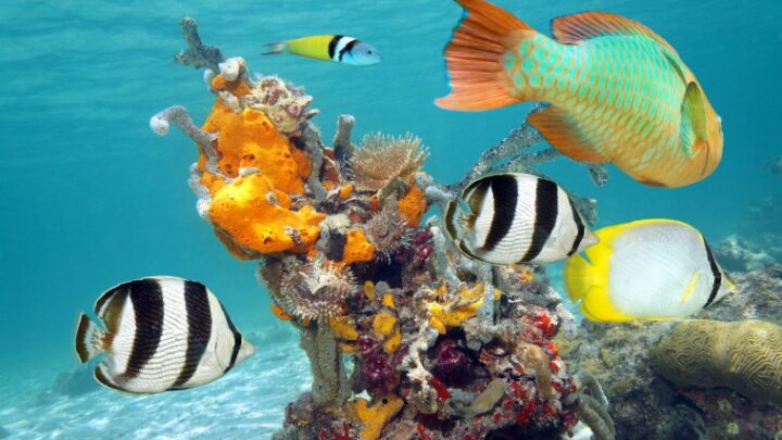 Por qué elegir un hotel pet friendly en la Riviera Maya