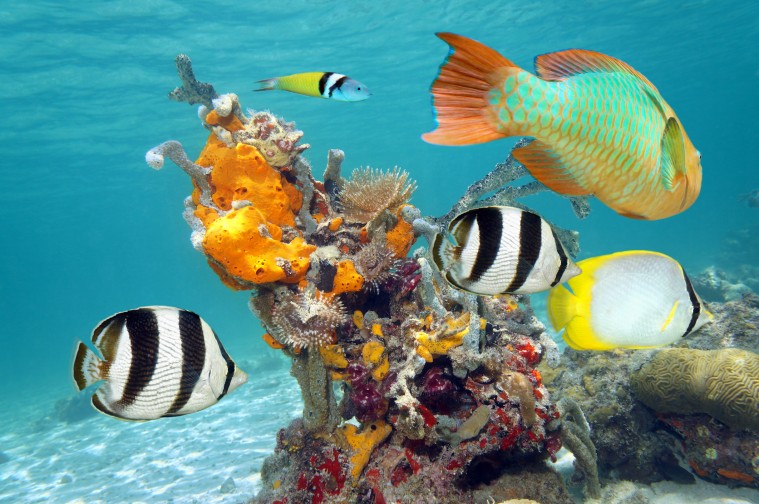 Por qué elegir un hotel pet friendly en la Riviera Maya