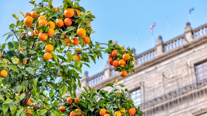 Explora la Ruta Turística y Gastronómica de la Naranja en Vila-real