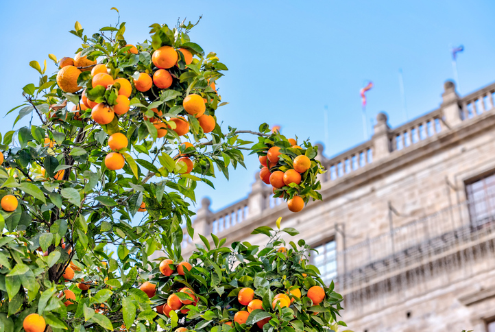 Explora la Ruta Turística y Gastronómica de la Naranja en Vila-real