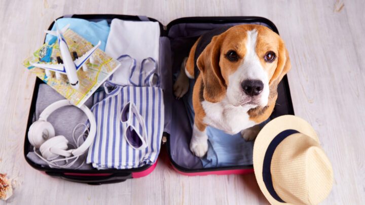 Consejos para viajar con perro: lo que debes saber antes de tu próxima escapada