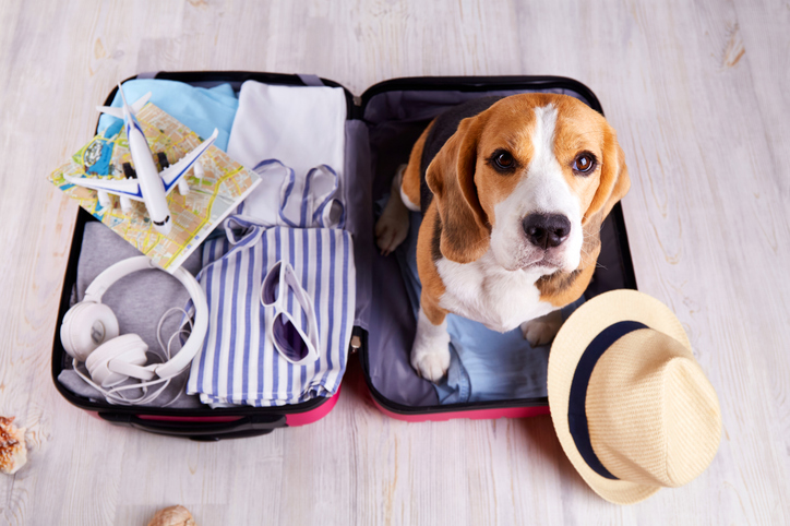Consejos para viajar con perro: lo que debes saber antes de tu próxima escapada